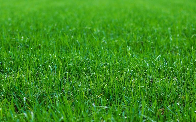 lawn-fertilising-benefits