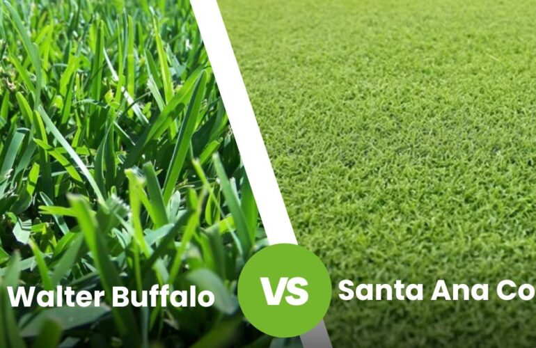 Sir Walter Buffalo vs Santa Ana Couch